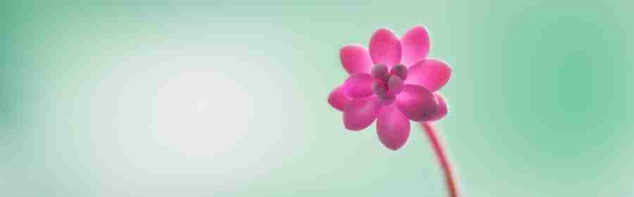 Photo Compassion focused therapy