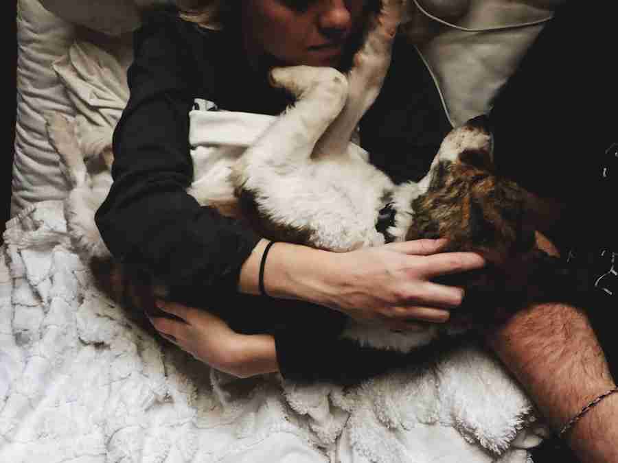 Photo Emotional support pets