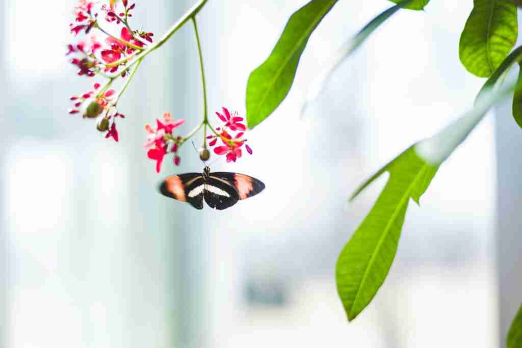 pexels-photo-2353298-2353298 Close-up of a butterfly pollinating vibrant pink flowers with delicate leaves in bright light.